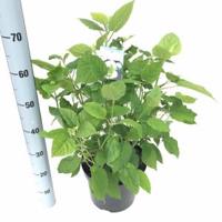 Hydrangea Arborescens "Annabelle" sneeuwbalhortensia - 50-60 cm - 1 stuks - thumbnail