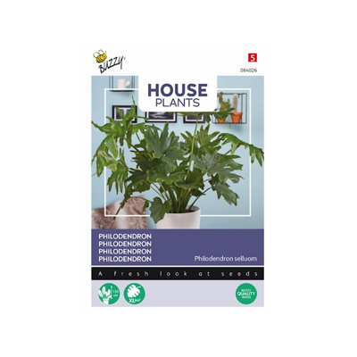 House Plants Philodendron selluom zaden Buzzy - Buzzy House Plants Philodendron selluom zaden Buzzy - Buzzy
