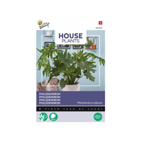 House Plants Philodendron selluom zaden Buzzy - Buzzy - thumbnail