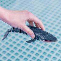 Spel/set Colorbaby Racing Boat Radiografische besturing Walvis - thumbnail