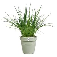 Elho Green Basics kweekpot 15cm steengroen - thumbnail