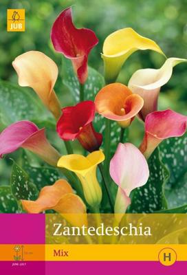 JUB x3 Zantedeschia mix