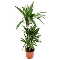 Dracaena deremensis S kamerplant - thumbnail