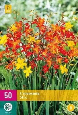 Bloembollen Crocosmia Mix 50st