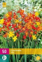 Bloembollen Crocosmia Mix 50st - thumbnail