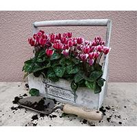 De Wit Plantschepje - thumbnail