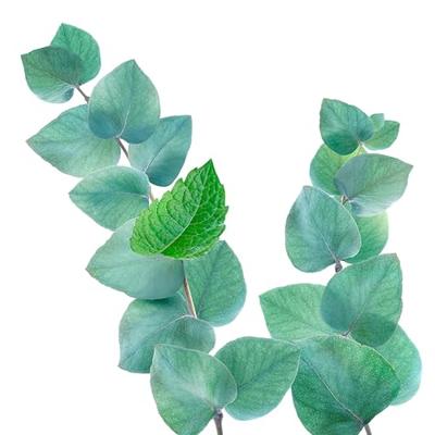 Kneipp Douchegel Refreshing Mint-Eucalyptus - thumbnail