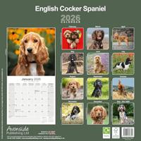 Engelse Cocker Spaniel Kalender 2026 - thumbnail