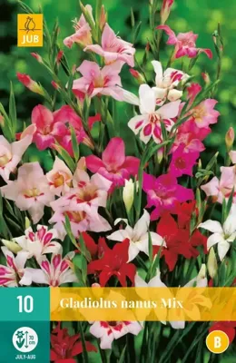 Gladiolus Nanus Mix Bloembol JUB 10 bollen - Jub