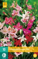 Gladiolus Nanus Mix Bloembol JUB 10 bollen - Jub - thumbnail