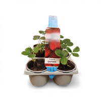 Aardbeien Fragaria x Ananassa Ostara - thumbnail
