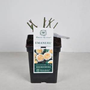 Engelse roos (rosa "Emanuel"®) - C5 - 1 stuks