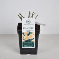 Engelse roos (rosa "Emanuel"®) - C5 - 1 stuks - thumbnail