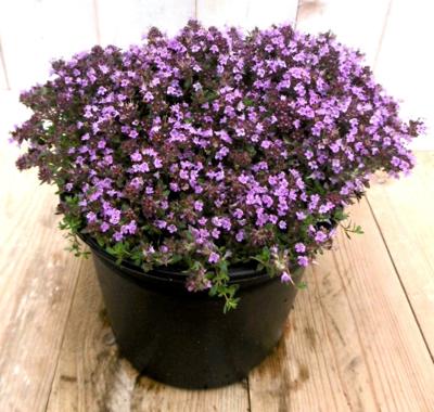 Tijm roze kruiden Thymus Warentuin Natuurlijk - Warentuin natuurlijk