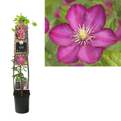 Grootbloemige Clematis Ville de Lyon 120 cm klimplant