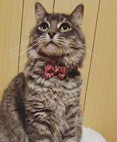 Pawise Cat collar met Bowknot rood - thumbnail