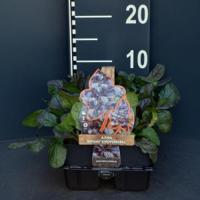 Zenegroen (ajuga reptans "Atropurpurea") bodembedekker - 6-pack - 1 stuks - thumbnail