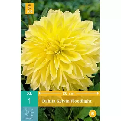 Dahlia Kelvin floodlight