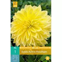 Dahlia Kelvin floodlight - thumbnail