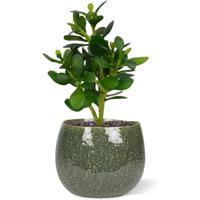 Crassula kunstplant 30cm - thumbnail