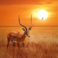Schilderij - Antilope in Afrika , Oranje bruin , 3 maten , Wanddecoratie - thumbnail