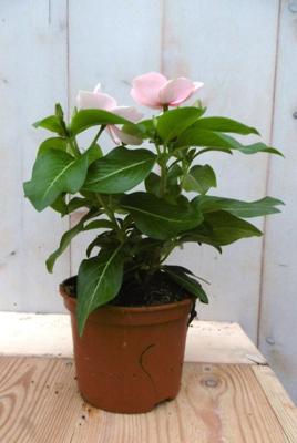 3 stuks! Maagdenpalm wit Vlijtig Liesje (Balsemien) Vinca Warentuin Natuurlijk - Warentuin natuurlijk 3 stuks! Maagdenpalm wit Vlijtig Liesje (Balsemien) Vinca Warentuin Natuurlijk - Warentuin natuurlijk