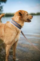 Hondenhalsband Hunter - thumbnail