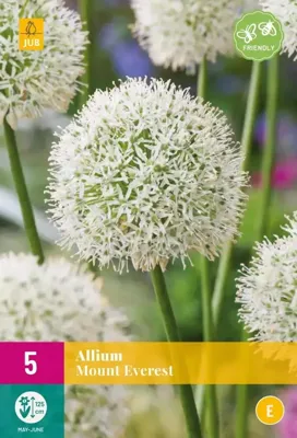Allium mount everest 3 bollen