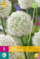 Allium mount everest 3 bollen - thumbnail