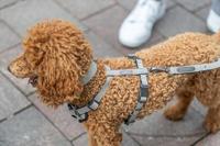 Verstelbare hondenriem Trixie CityStyle Zwart M/L - thumbnail