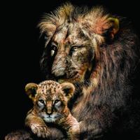 Foto Glas Art - leeuw met zijn welpje op zijn poot, 80x80cm, multi-gekleurd, prachtig voor in de woon en of slaapkamer, inclusief ophang materiaal. - thumbnail