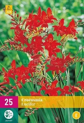 Bloembollen Crocosmia Lucifer 25st