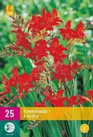 Bloembollen Crocosmia Lucifer 25st - thumbnail