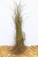 Wilde Roos - thumbnail