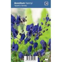Monnikskap (aconitum henryi "Spark's Variety") schaduwplant - 12 stuks - thumbnail