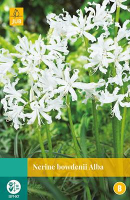 Nerine Bowdenii Alba Bloembol JUB 2 bollen - Jub