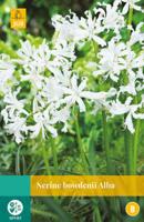 Nerine Bowdenii Alba Bloembol JUB 2 bollen - Jub - thumbnail