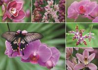 Premium Collection Puzzel - Holland Orchids (1000 Stukjes) - Puzzel;Puzzel (8710126183540) - thumbnail