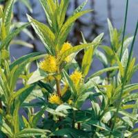 Moeraswederik (Lysimachia thyrsiflora) moerasplant (6-stuks) - thumbnail