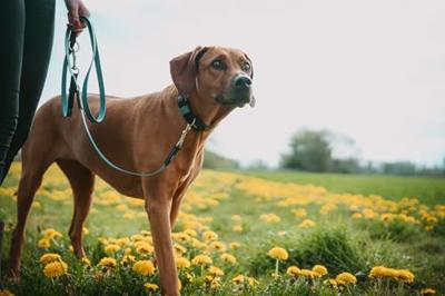 HUNTER Hondenhalsband Wolmar, rookblauw/zwart, Maat: 60 HUNTER Hondenhalsband Wolmar, rookblauw/zwart, Maat: 60