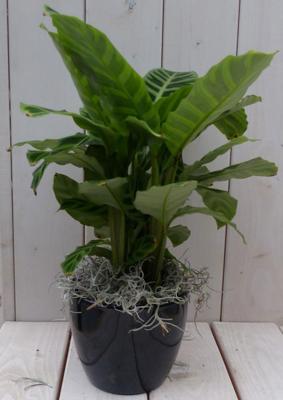 Calathea groen blad zwarte/antraciete pot 40 cm Warentuin Natuurlijk - Warentuin natuurlijk