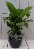 Calathea groen blad zwarte/antraciete pot 40 cm Warentuin Natuurlijk - Warentuin natuurlijk - thumbnail