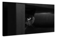Schilderij - Geheimzinnige Kat, zwart/wit, Wanddecoratie, Premium Print - thumbnail