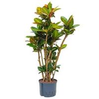 Croton petra vertakt M hydrocultuur plant - thumbnail