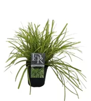 Carex hachijoensis 'evergold' (Zegge) 30 cm - thumbnail