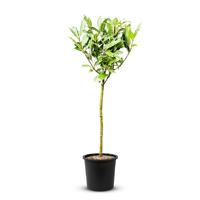 Laurier op stam - Laurus Nobilis - stamhoogte 50-80 cm - thumbnail