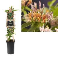 Klimplant Lonicera henryi 75 cm Kamperfoelie Van der Starre - Van der starre - thumbnail