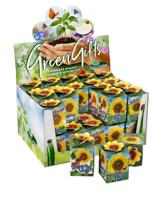 Greengift Zonnebloem in showdoos - thumbnail