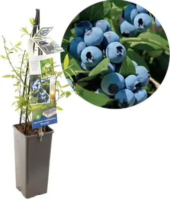 Bessenstruik Vaccinium corymbosum Bluecrop s - Blauwe bes