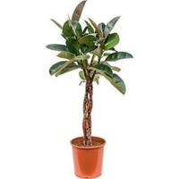 Ficus robusta gevlochten M kamerplant - thumbnail